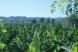 Bananebfelder am Yasica