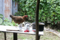 Das Huhn hilft beim Geschirr spülen